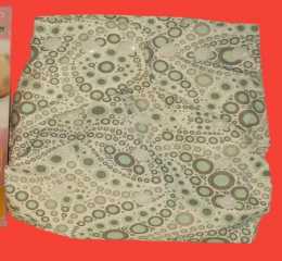 Baby Diaper